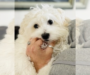 Maltese Puppy for sale in PROVIDENCE VILLAGE, TX, USA