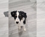 Small #4 Australian Shepherd
