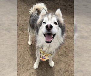 Siberian Husky Dogs for adoption in Bakersfield, CA, USA