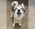 *GANDALF THE GREY - Male Siberian Husky Dog for Adoption - Small photo