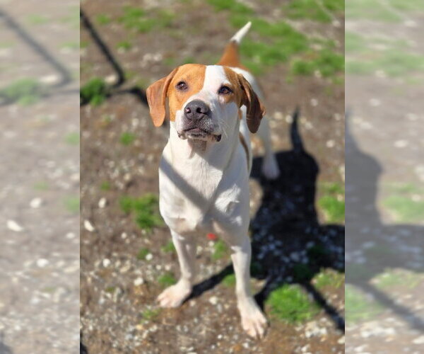 Medium Photo #2 Mutt Puppy For Sale in Crandall, GA, USA