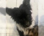 Small #3 Biewer Terrier