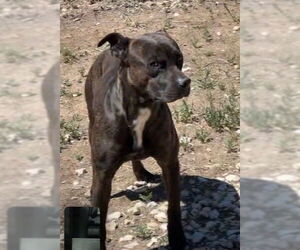 American Staffordshire Terrier Dogs for adoption in San Antonio, TX, USA