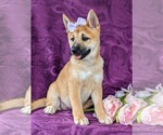 Small Photo #8 Shiba Inu Puppy For Sale in KIRKWOOD, PA, USA