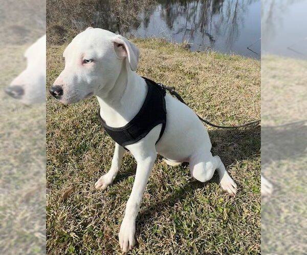 Medium Photo #4 Bulldog-Labrador Retriever Mix Puppy For Sale in Tarrytown, GA, USA