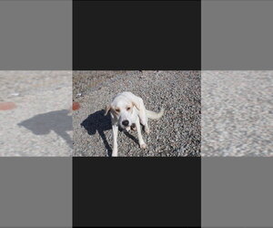 Mutt Dogs for adoption in garner, NC, USA