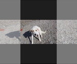 Small Mutt