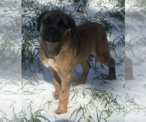 Medium Photo #1 Anatolian Mastiff-Cane Corso Mix Puppy For Sale in COLORADO SPRINGS, CO, USA
