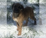 Small Anatolian Mastiff-Cane Corso Mix