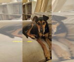 Small #2 German Shepherd Dog Mix