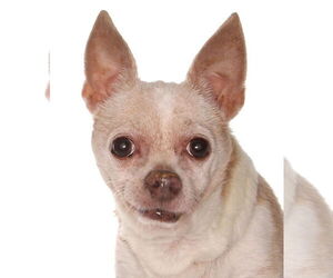 Chihuahua Dogs for adoption in Oakland Park, FL, USA