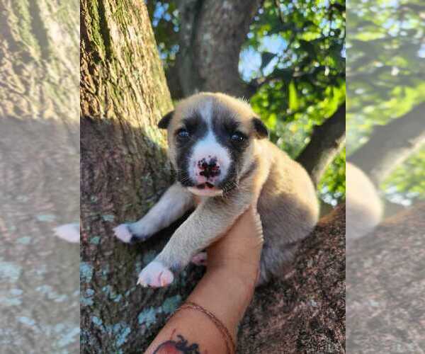 Medium Photo #1 Siberian Husky-Unknown Mix Puppy For Sale in Oakland Park , FL, USA