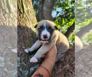 Siberian Husky-Unknown Mix Dogs for adoption in Oakland Park , FL, USA