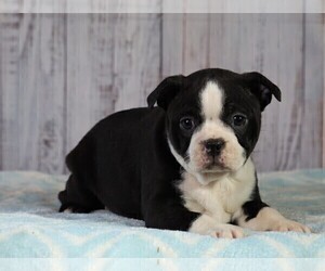 Boston Terrier Puppy for sale in FREDERICKSBG, OH, USA
