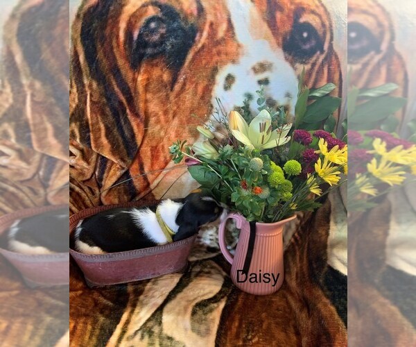 Medium Photo #1 Basset Hound Puppy For Sale in PARKER, AZ, USA