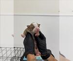 Small American Pit Bull Terrier Mix