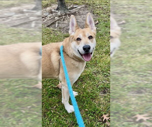 Medium Photo #1 German Shepherd Dog Puppy For Sale in Sacramento, CA, USA