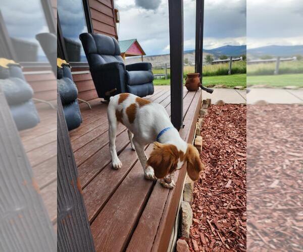 Medium Photo #14 Brittany Puppy For Sale in MONTROSE, CO, USA