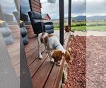 Finley - Male Brittany Puppy for Sale - Photo #14