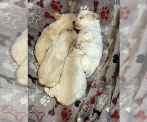 Poodle (Toy)-Schnoodle (Miniature) Mix Litter for sale in NOWATA, OK, USA