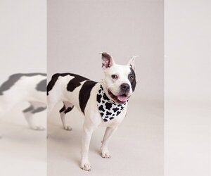 MOO - Female American Pit Bull Terrier-Unknown Mix Dog for Adoption