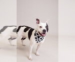 MOO - Female American Pit Bull Terrier-Unknown Mix Dog for Adoption - Small photo