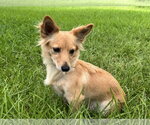 Small #1 Dachshund Mix