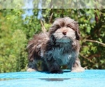 Small #35 ShihPoo