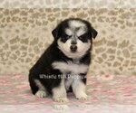 Small Photo #1 Pomsky Puppy For Sale in DENVER, PA, USA