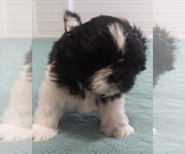 Medium Photo #3 Shih Tzu Puppy For Sale in PARRISH, FL, USA