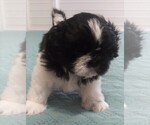 Small Photo #3 Shih Tzu Puppy For Sale in PARRISH, FL, USA