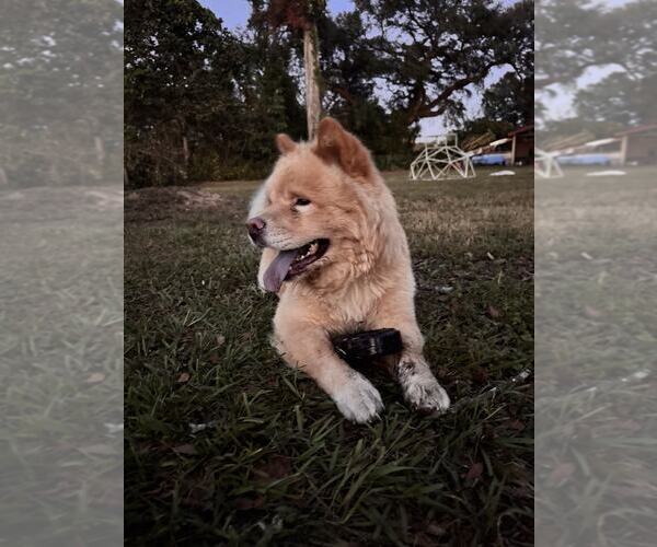 Medium Photo #3 Chow Chow Puppy For Sale in Valrico, FL, USA