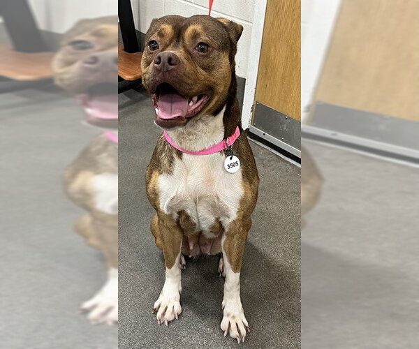 Medium Photo #1 Mutt Puppy For Sale in Forestville, MD, USA