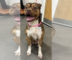 Mutt Dogs for adoption in Forestville, MD, USA