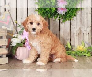 Cava-Tzu Puppy for sale in MOUNT VERNON, OH, USA