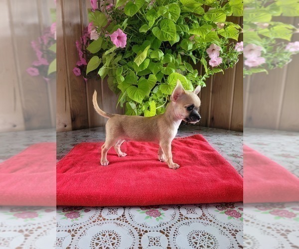 Medium Photo #2 Chihuahua Puppy For Sale in NEW HAVEN, IN, USA