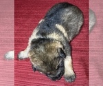 Small Photo #5 German Shepherd Dog Puppy For Sale in DELAVAN, IL, USA