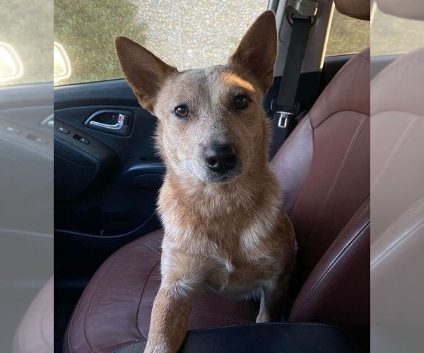 Medium Photo #3 Mutt Puppy For Sale in OKLAHOMA CITY, OK, USA