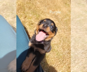Rottweiler Puppy for sale in OLYMPIA, WA, USA