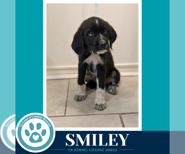 Medium Photo #2 Labrenees Puppy For Sale in Kimberton, PA, USA