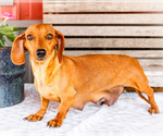 Small Photo #1 Dachshund Puppy For Sale in WAKARUSA, IN, USA