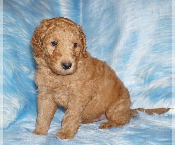 Medium Photo #4 Labradoodle Puppy For Sale in LA HABRA, CA, USA