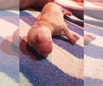 Small Photo #13 Labrador Retriever Puppy For Sale in HIGH POINT, NC, USA