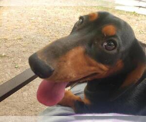 Dachshund Puppy for Sale in BOLIVAR, Missouri USA
