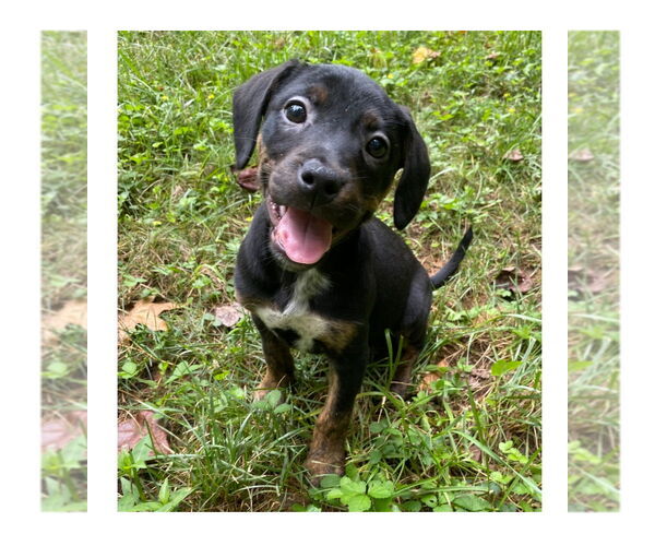 Medium Photo #8 Mutt Puppy For Sale in Mooresville, NC, USA