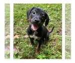 Small #7 Mutt