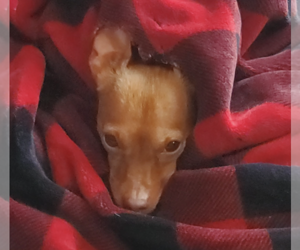 Medium Photo #6 Chiweenie Puppy For Sale in Fruitland, SC, USA