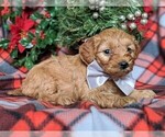 Small Photo #4 Goldendoodle Puppy For Sale in LANCASTER, PA, USA