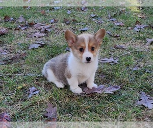 Medium Pembroke Welsh Corgi