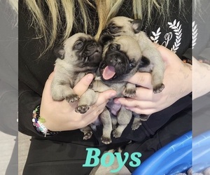 Pug Puppy for Sale in MAPLE FALLS, Washington USA